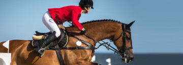 Jumping and Hunter Horses