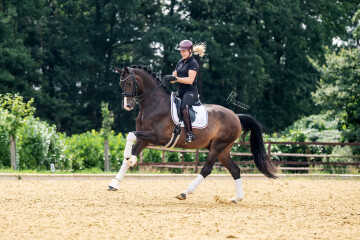 Custom Horse Search Custom Horse Search